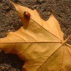 Marienkäfer im Herbst