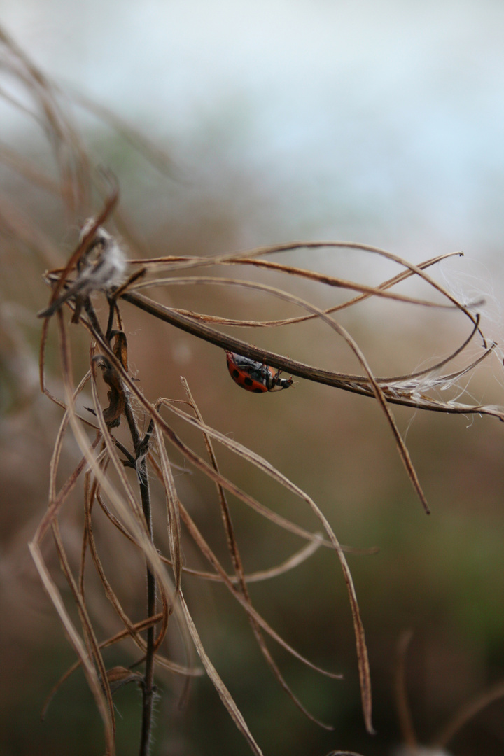 Marienkäfer im Herbst