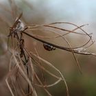 Marienkäfer im Herbst