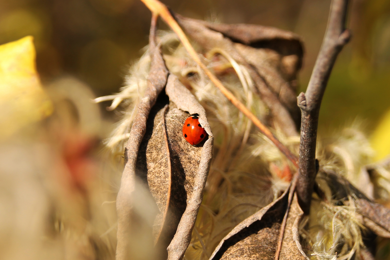 Marienkäfer im Herbst