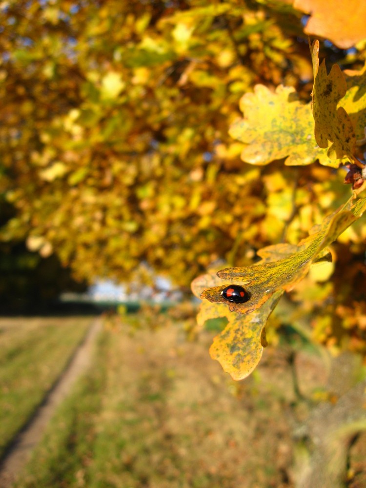 Marienkäfer im Herbst