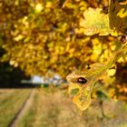 Marienkäfer im Herbst