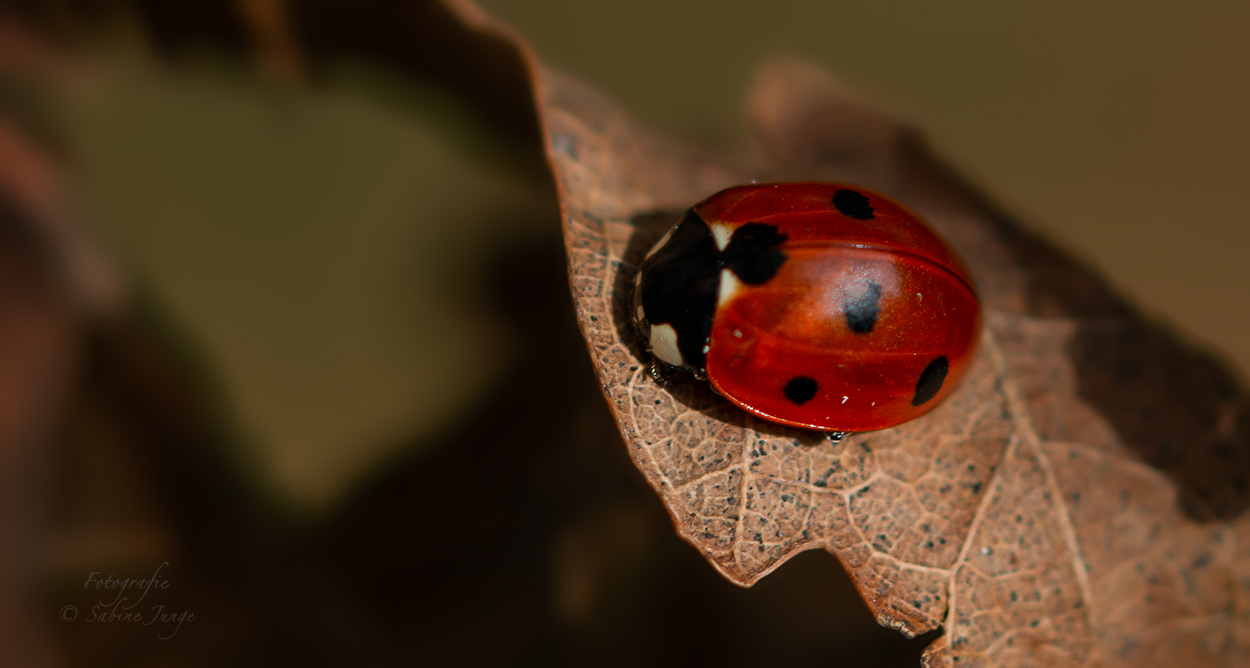 Marienkäfer im Herbst