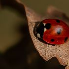 Marienkäfer im Herbst