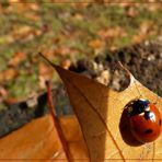 Marienkäfer im Herbst