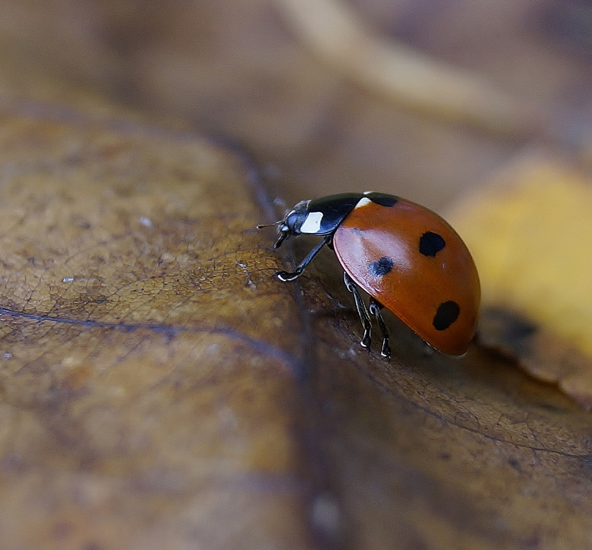 Marienkäfer im Herbst