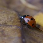 Marienkäfer im Herbst