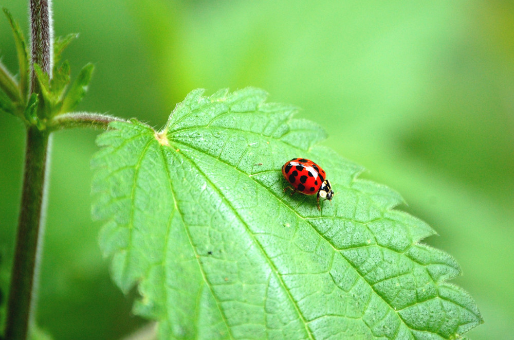 Marienkäfer im Köttinger Wald