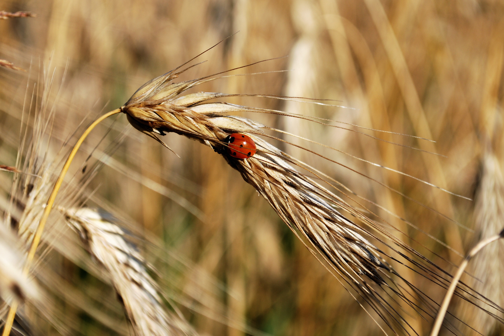 Marienkäfer im Kornfeld