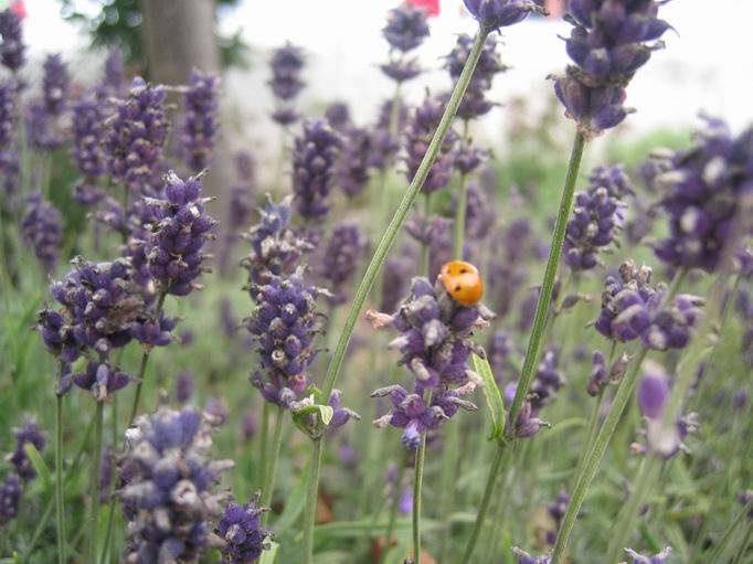 Marienkäfer im Lavendel