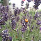 Marienkäfer im Lavendel