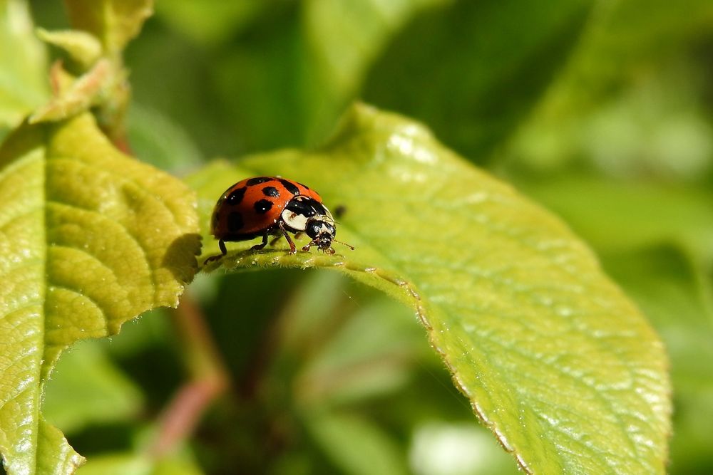 Marienkäfer im Mai