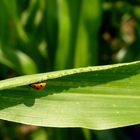 Marienkäfer im Maisfeld