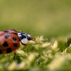 Marienkäfer im Moos