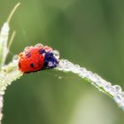 Marienkäfer im Morgentau