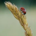 Marienkäfer im Morgentau 