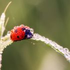 Marienkäfer im Morgentau