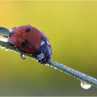 Marienkäfer im Morgentau