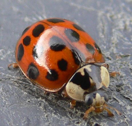 Marienkäfer im November - Geht das?