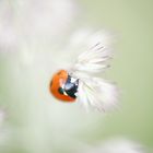 Marienkäfer im Pastellmeer