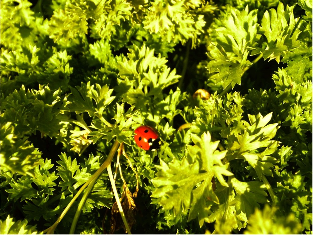 Marienkäfer im Petersilienwald