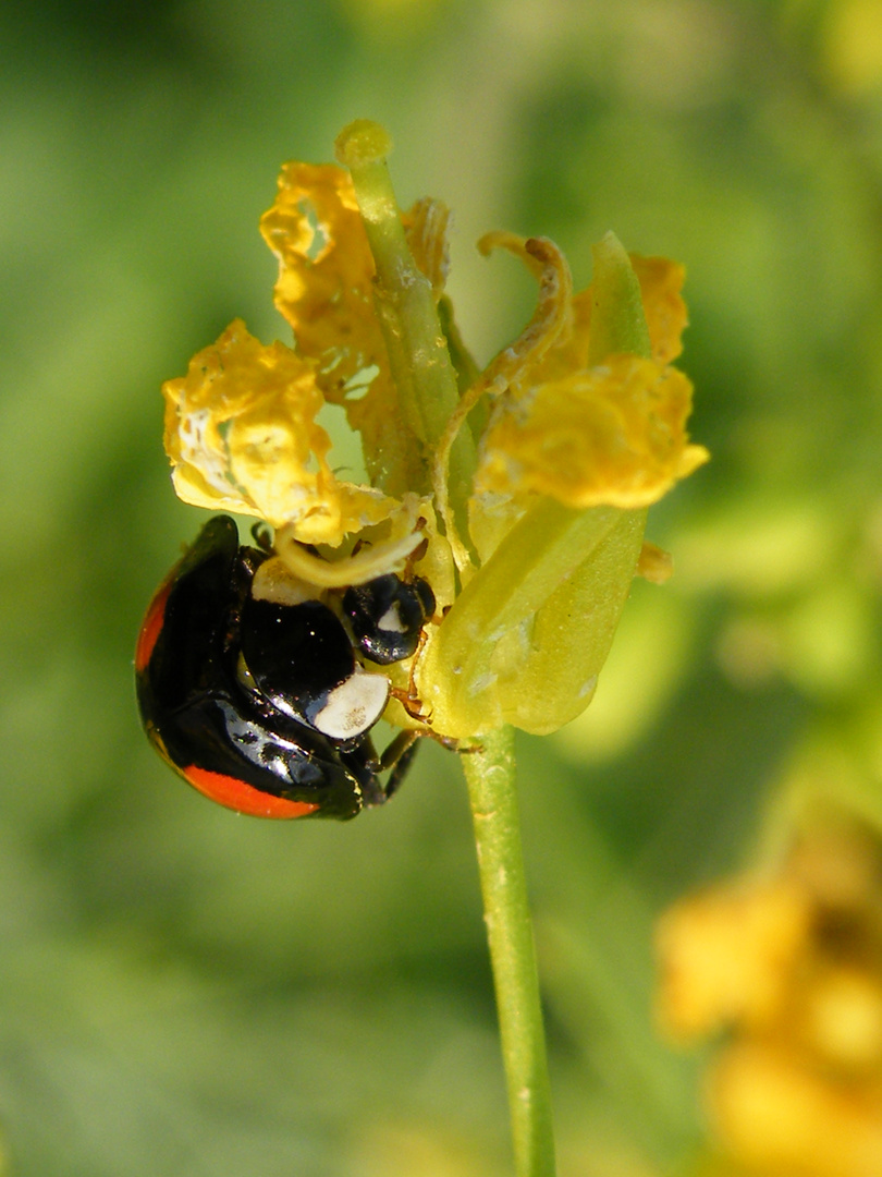 Marienkäfer im Rapsfeld