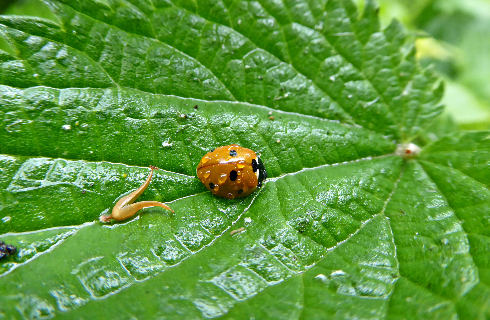 Marienkäfer im Regen