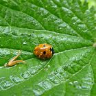 Marienkäfer im Regen