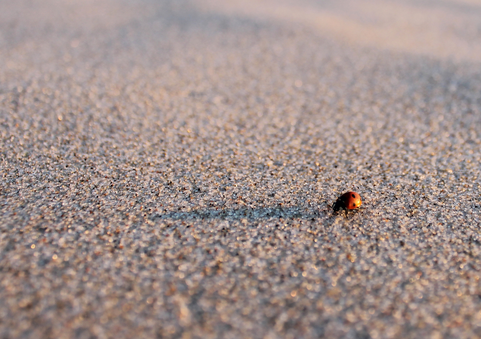 Marienkäfer im Sand