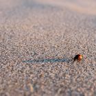 Marienkäfer im Sand