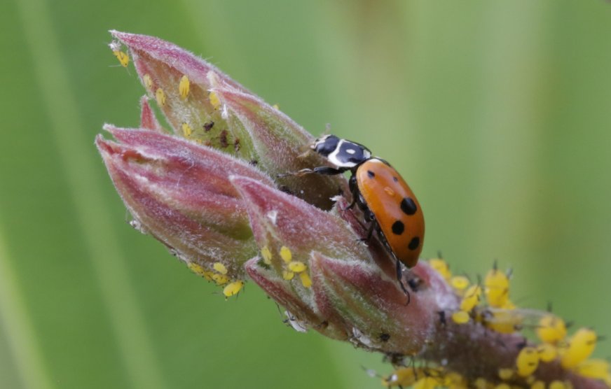 Marienkäfer im Schlaraffenland . . .