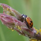 Marienkäfer im Schlaraffenland . . .