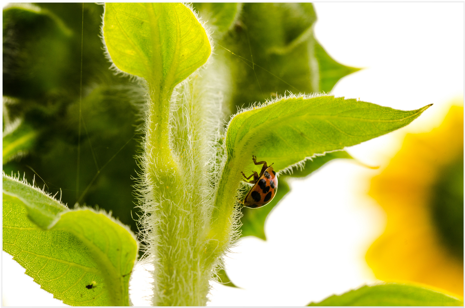 Marienkäfer im Sonnenblumenfeld