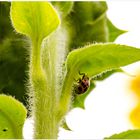 Marienkäfer im Sonnenblumenfeld