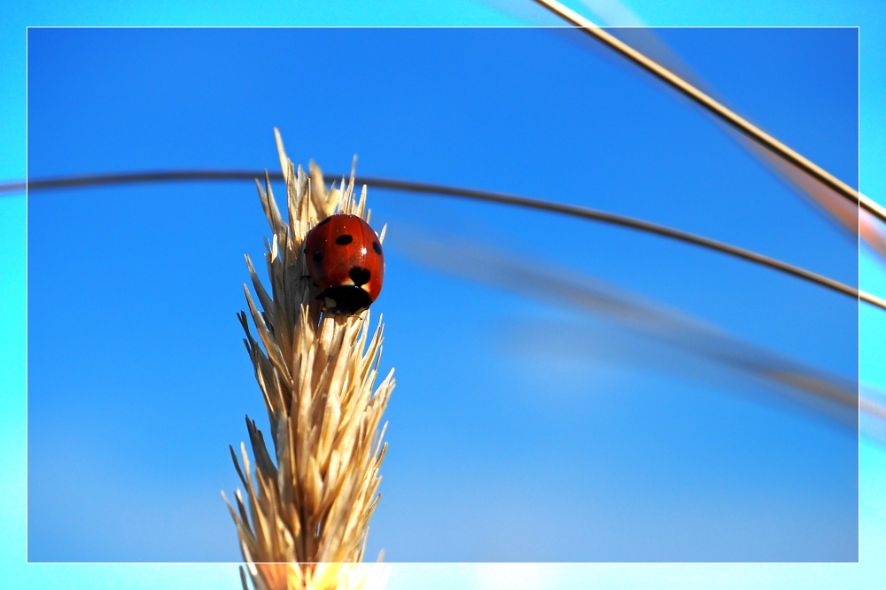 Marienkäfer im Sonnenlicht