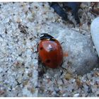 Marienkäfer im Strandsand