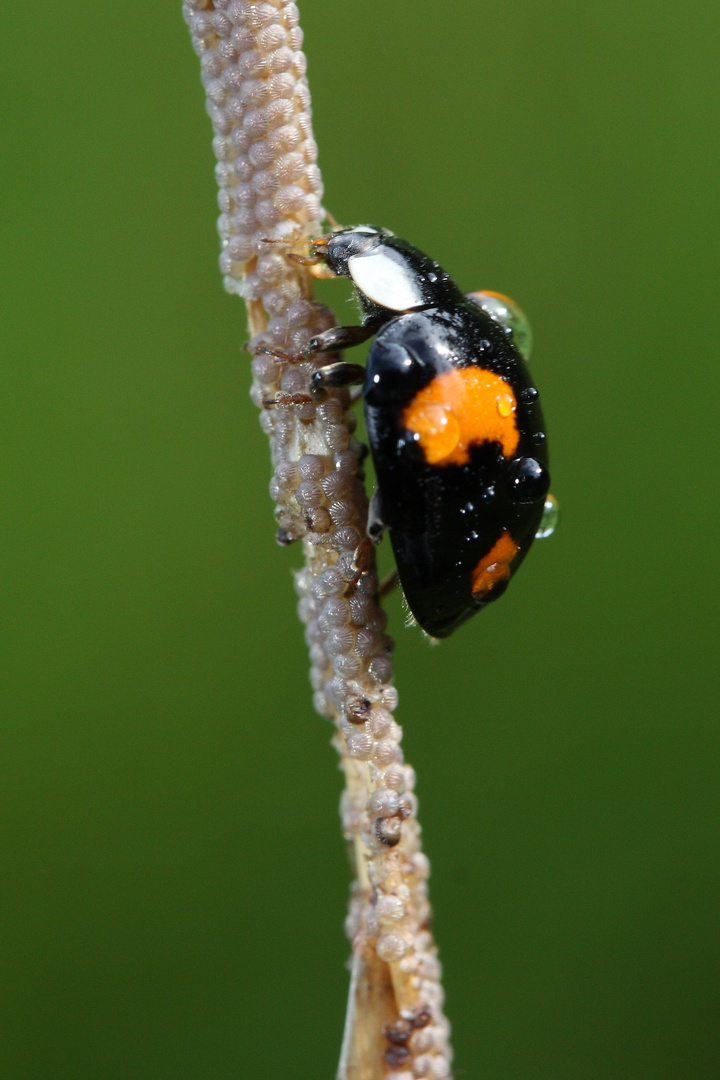 Marienkäfer im Tau