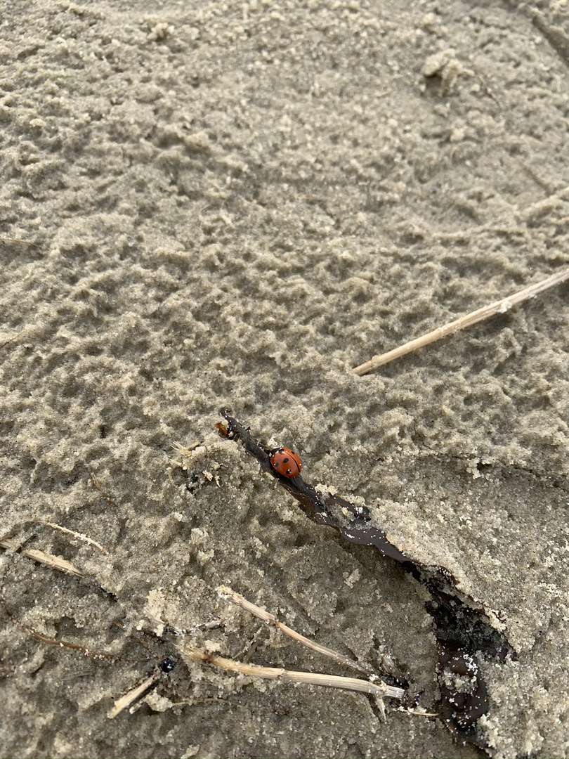 Marienkäfer im Urlaub auf Borkum 