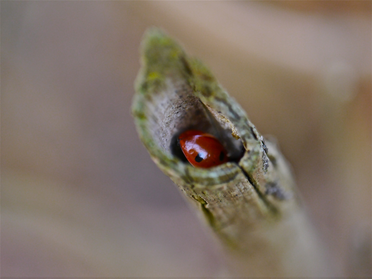 Marienkäfer im Versteck