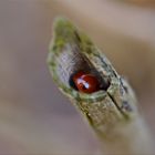 Marienkäfer im Versteck