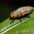 Marienkäfer im Vorstadium als Larve