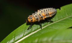 Marienkäfer im Vorstadium als Larve