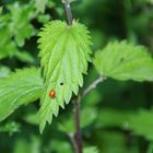 Marienkäfer ,immer wieder schön