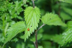 Marienkäfer ,immer wieder schön