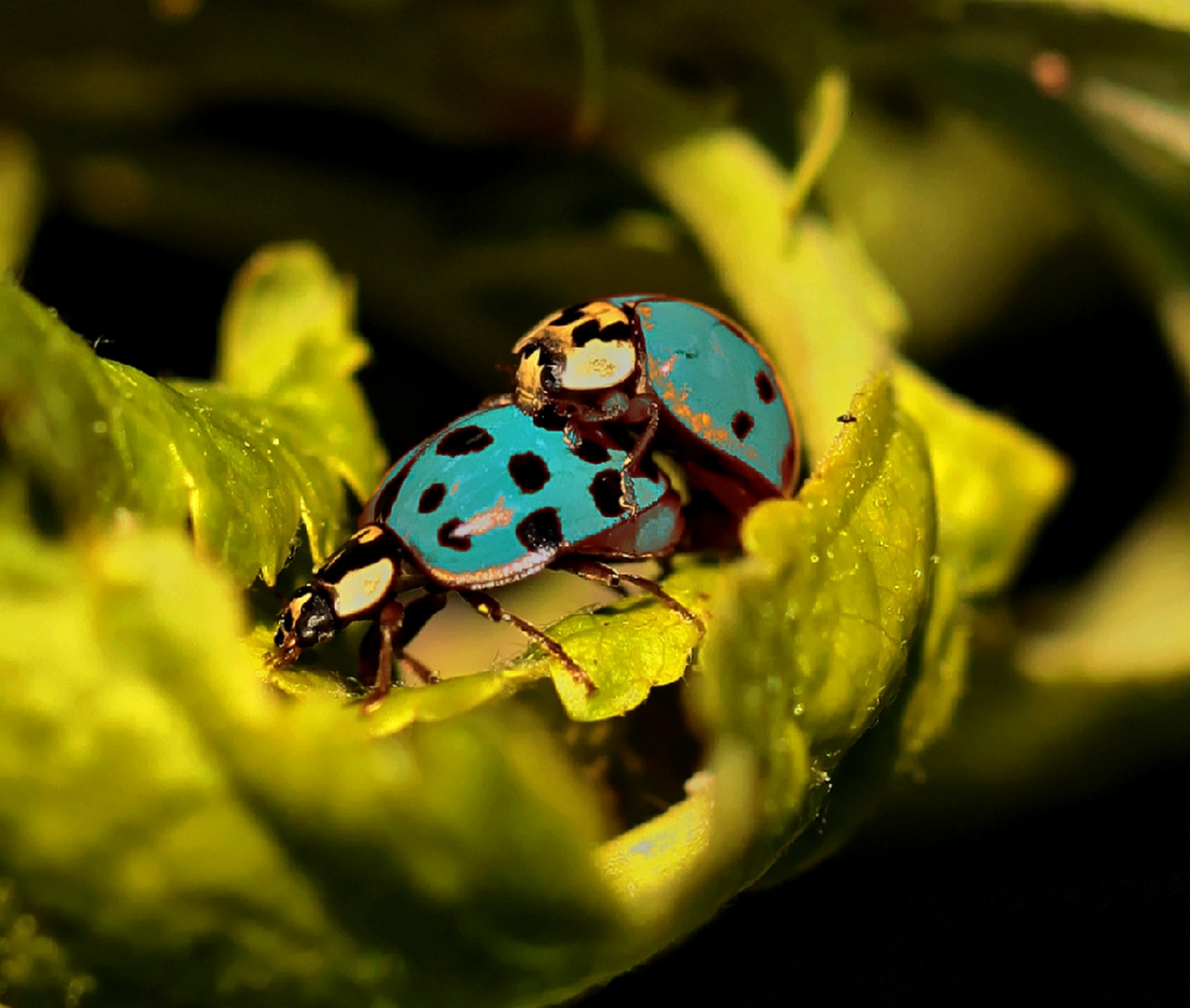 Marienkäfer in bläulichen Farben Foto & Bild | natur, insekten, tiere