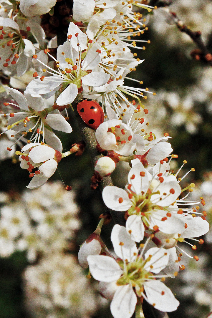 Marienkäfer in Blüten