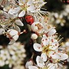 Marienkäfer in Blüten