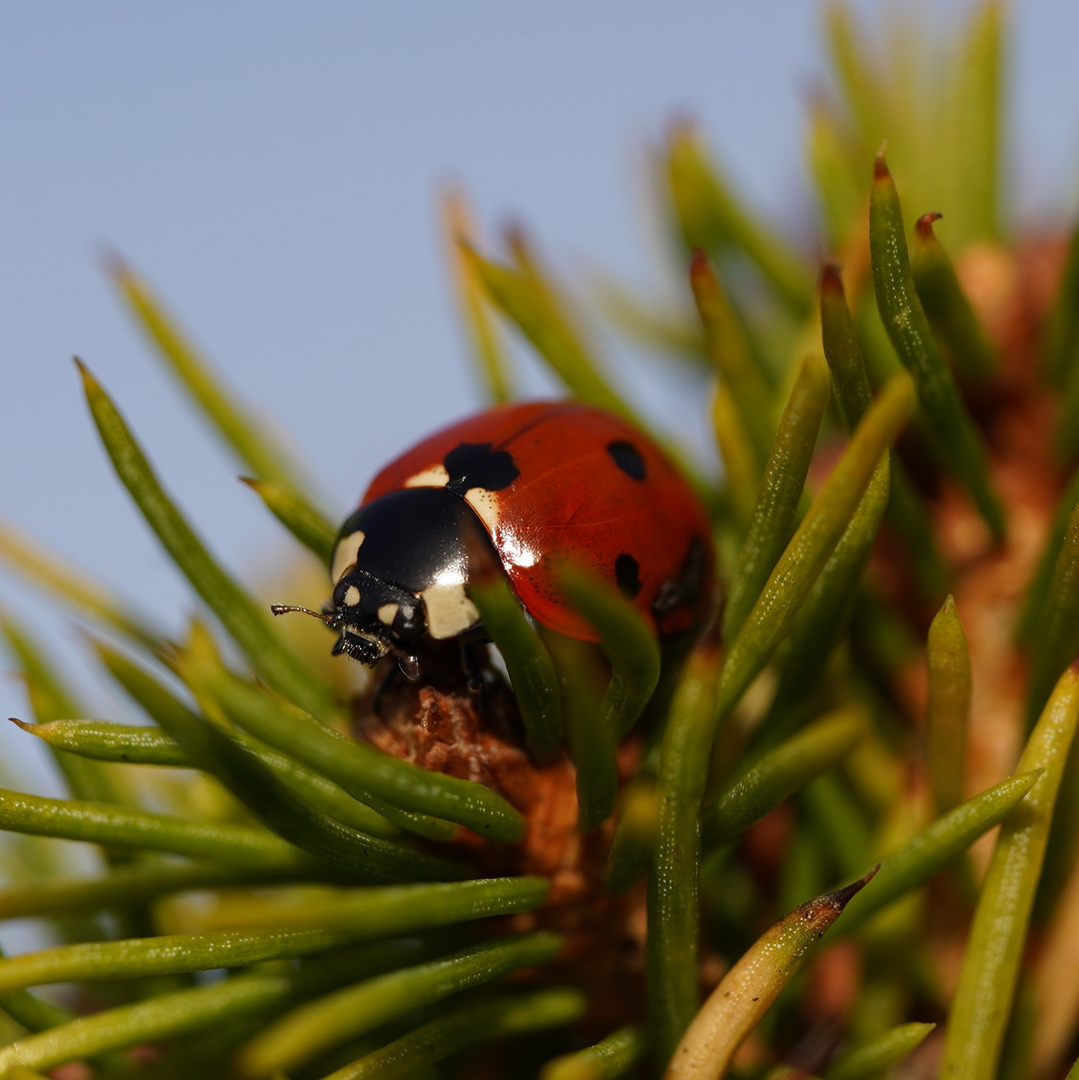 Marienkäfer in der Abendsonne