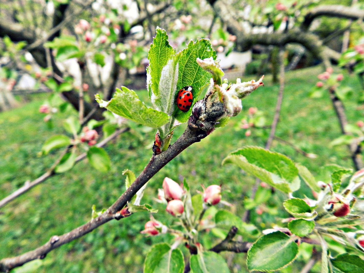 Marienkäfer in der Frühlingszeit