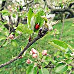 Marienkäfer in der Frühlingszeit